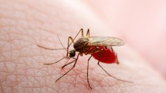 Борбата срещу вируса денга преминава в нова фаза и надеждите на учените са големи