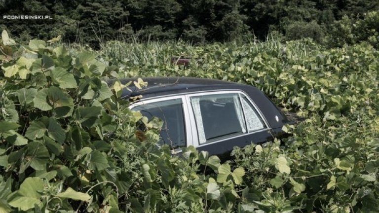 Природата завладява изоставената Фукушима