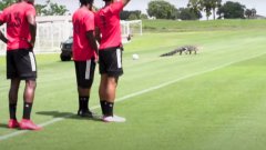 Крокодил прекъсна тренировката на елитен тим (видео)