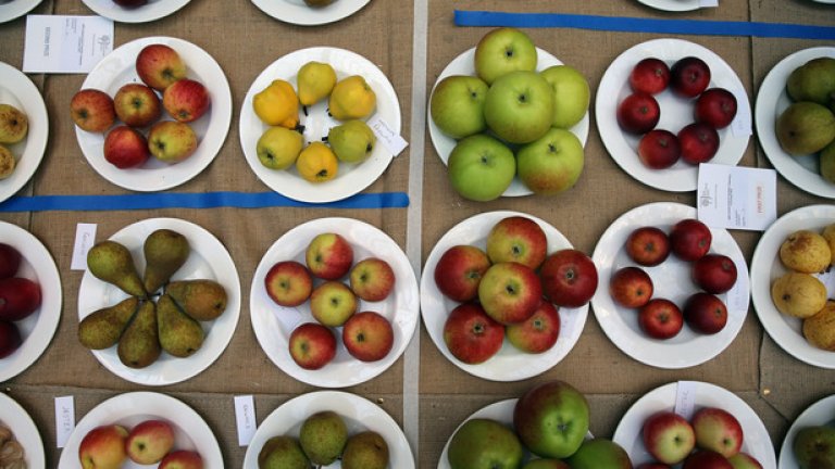 1. Плод с ястието или след него
 Защо? Плодовете се преработват от организма много бързо, като преминават през стомаха и достигат до червата. Когато се съчетаят със зърнени храни, меса или сушени продукти, те остават в храносмилателния тракт твърде дълго и започват да ферментират. Това може да повреди стените на червата ви, както и да причини други проблеми.