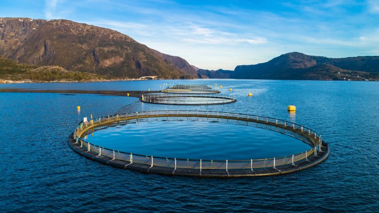 Избягалата от ферми риба е сериозен проблем за дивата природа.