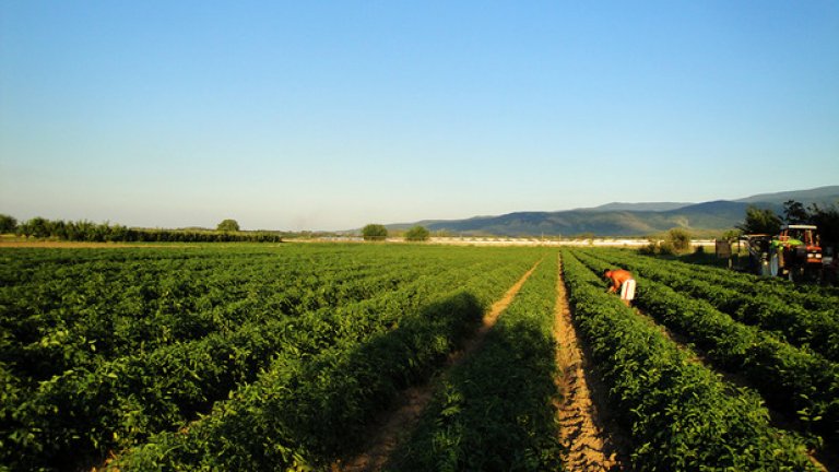 Не PR, а истински домати