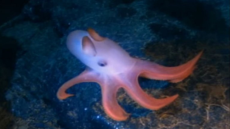 Aliens of the deep (2005 г.)

Друг документален филм, режисиран частично от Камерън и заснет в IMAX 3D формат. Този път Камерън и група учени от НАСА изследват подводни планински вериги в Тихия и Атлантически океани в търсене на някои от най-необичайните форми на живот на планетата.