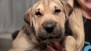 Започнете да се грижите за оралната хигиена на кучето още докато е бебе. Така то ще свикне с процедурите по чистене на зъбите и няма да ви прави проблеми като порасне.