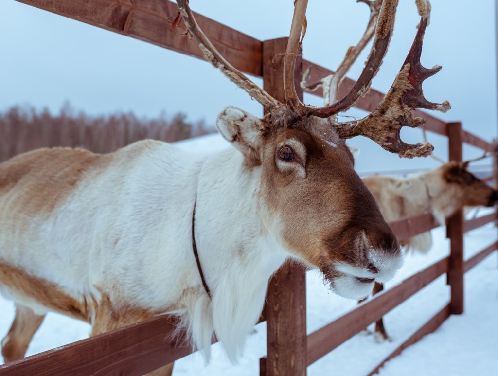 arseny-togulev-T_xh83jC708-unsplash