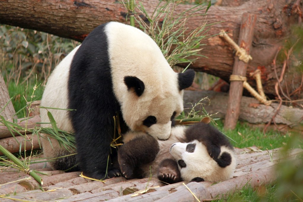 photo-of-panda-and-cub-playing-1661535