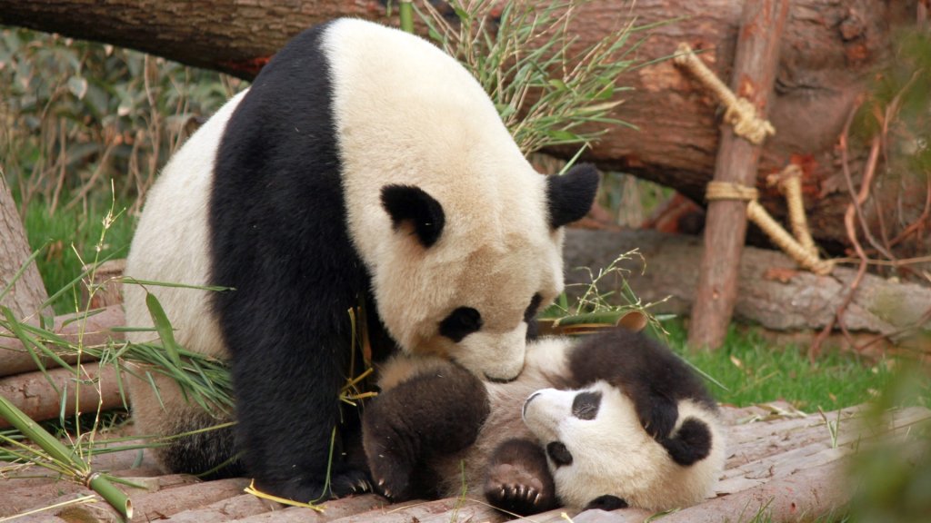 photo-of-panda-and-cub-playing-1661535