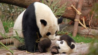 photo-of-panda-and-cub-playing-1661535