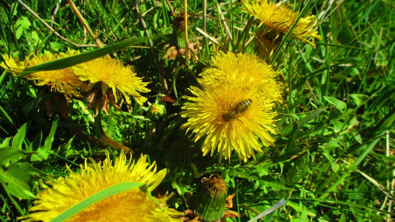 Жълтурчета