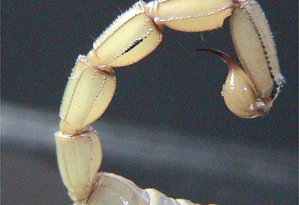 Scorpion_tail
