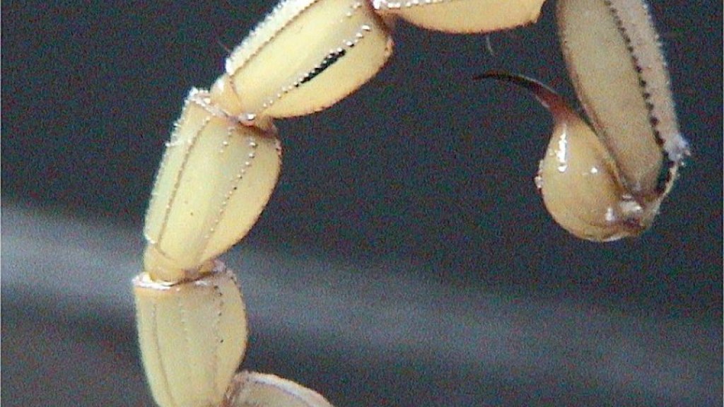 Scorpion_tail