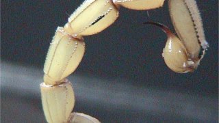 Scorpion_tail