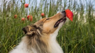 А някои от тях дори са опасни за четириногия ви любимец