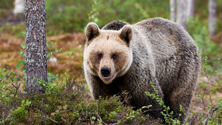 Един млад мъж загина в планината край Трентино, но дебатът за съдбата на мечката е много по-дълбок