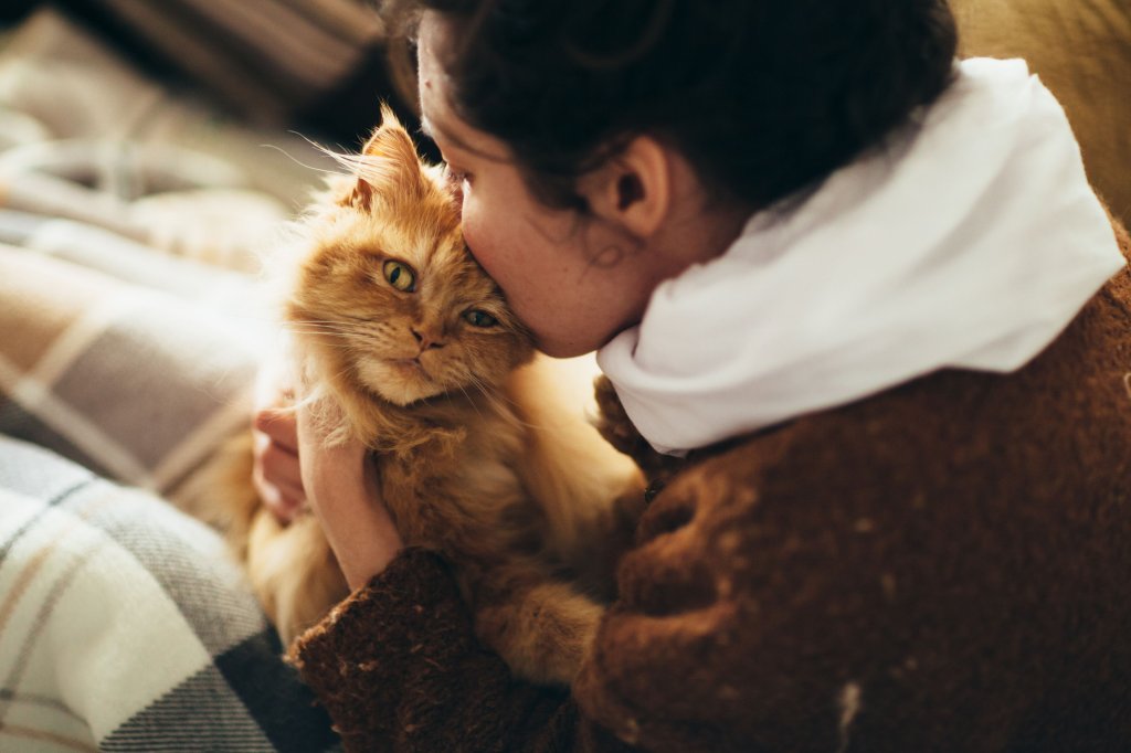 котка
