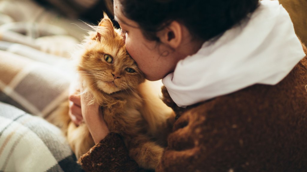 котка