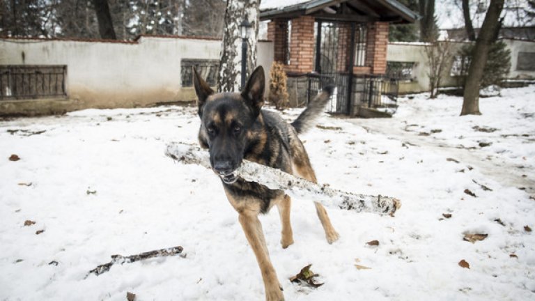 Защо Стаси Кара носи в колата си гирички, кучешка храна и обувки на токчета?