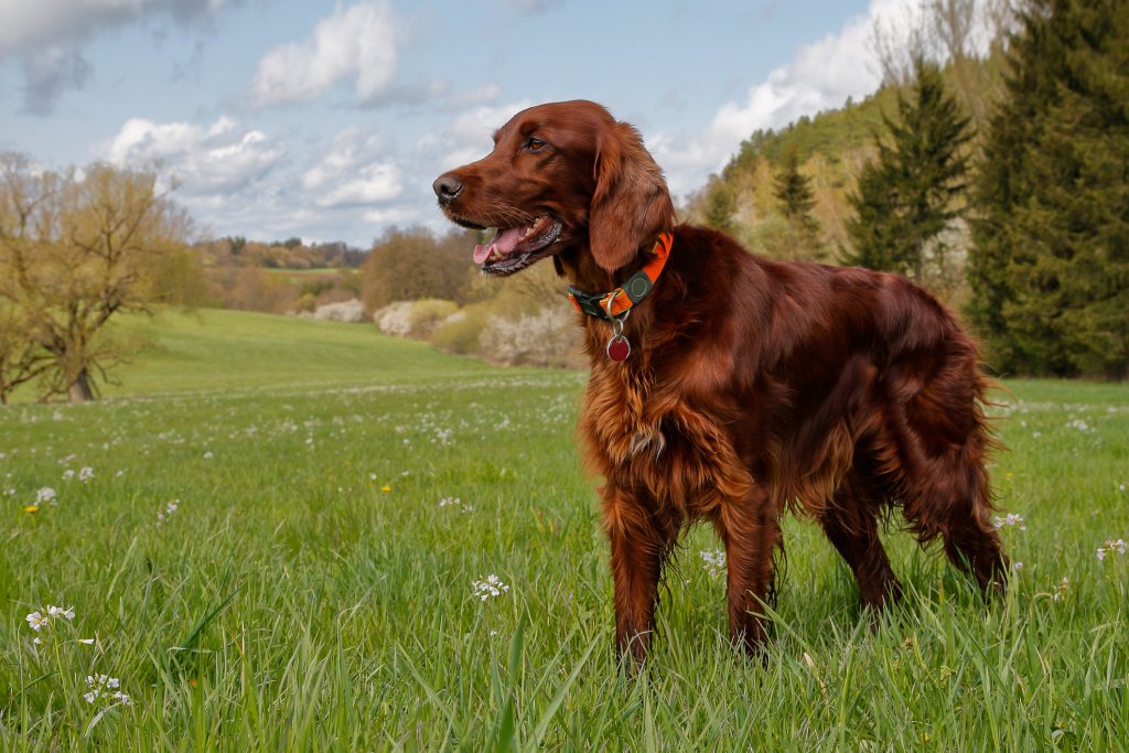 Ирландски сетер
Преди няколко десетилетия породата е била далеч по-популярна, отколкото днес, но продължава да е също толкова красива и елегантна. Този сетер има страхотна кафяво-червена дълга козина, особено по гърдите, ушите и опашката. Породата е ловна, с атлетично тяло и нужда от доста движение. Ирландските сетери са дружелюбни и предани.