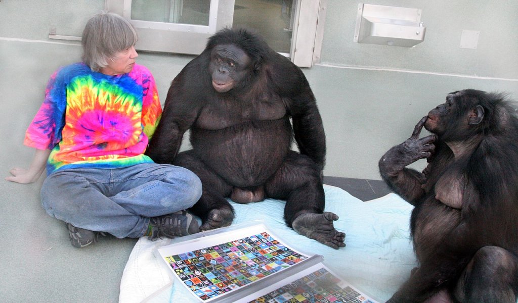 1280px-Bonobos_Kanzi_and_Panbanisha_with_Sue_Savage-Rumbaugh