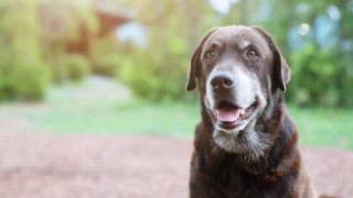 Dog shy guilty is a shelter hound dog waiting looking up with lonely eyes an intense stare outdoors in nature Morning sunlight. Pets concept.