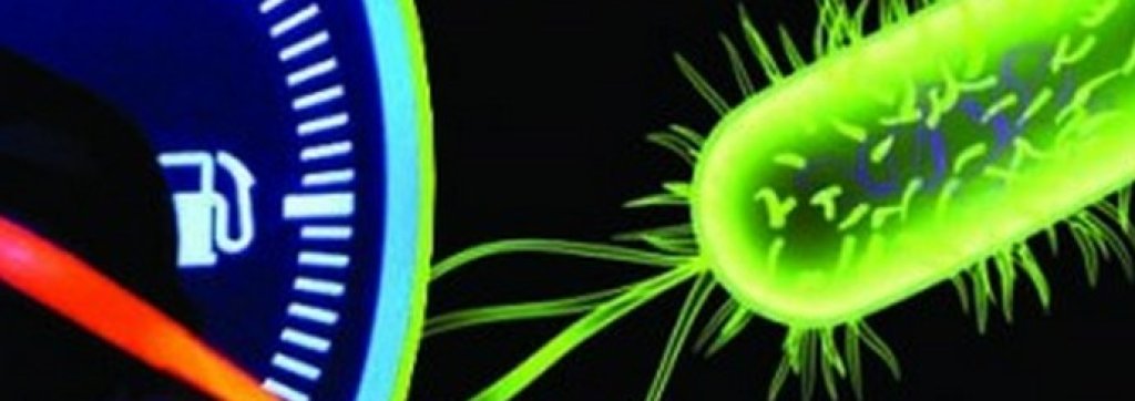 e coli