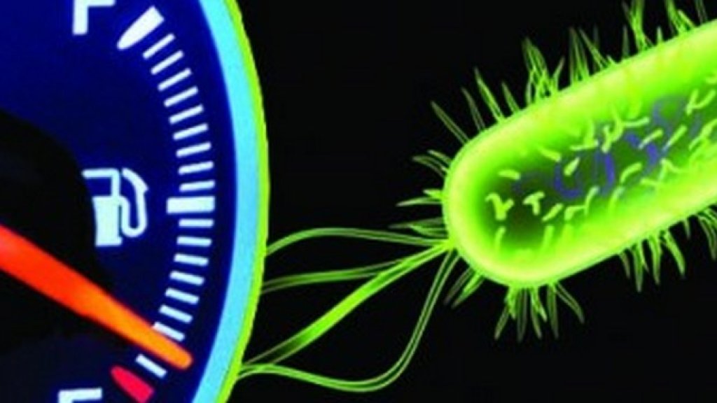 e coli