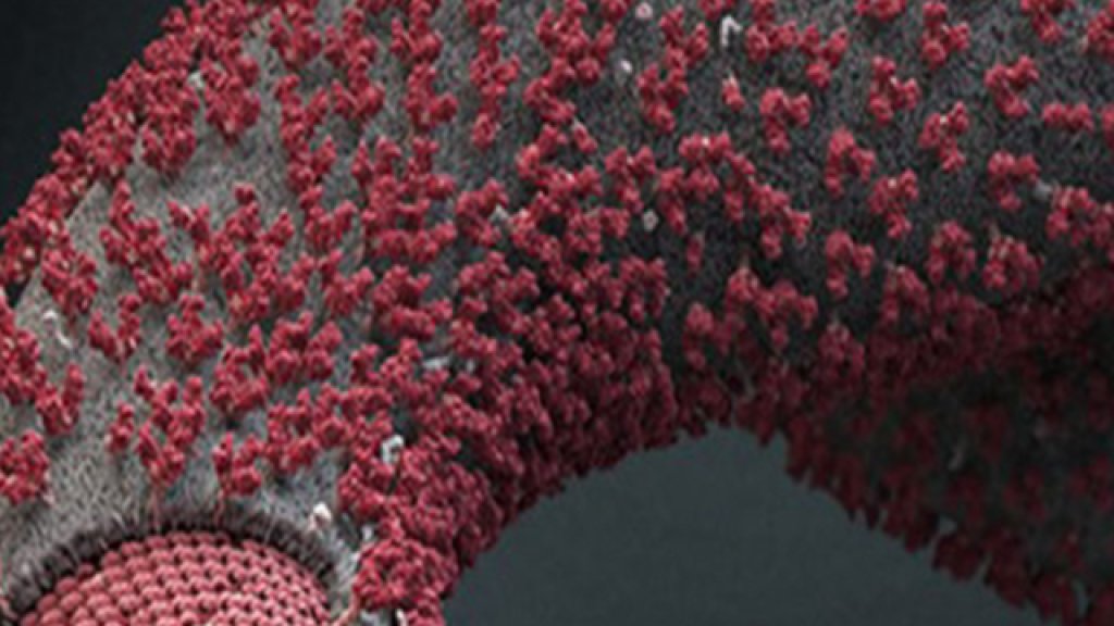 ebola-virus-close-513x239