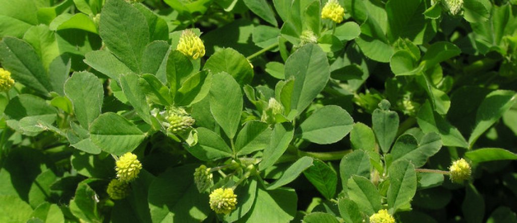 Люцерна и масло от лайка
Люцерна на прах може да се намери в аптеките. Смесва се с масло от лайка и се прави паста, с която се търкат засегнатите участъци.