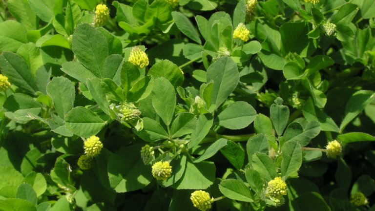 Люцерна и масло от лайка
Люцерна на прах може да се намери в аптеките. Смесва се с масло от лайка и се прави паста, с която се търкат засегнатите участъци.