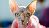5 породи котки, които хората превърнаха в мутанти