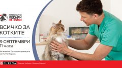 Purina® с онлайн обучителна сесия, посветена на грижата за котките