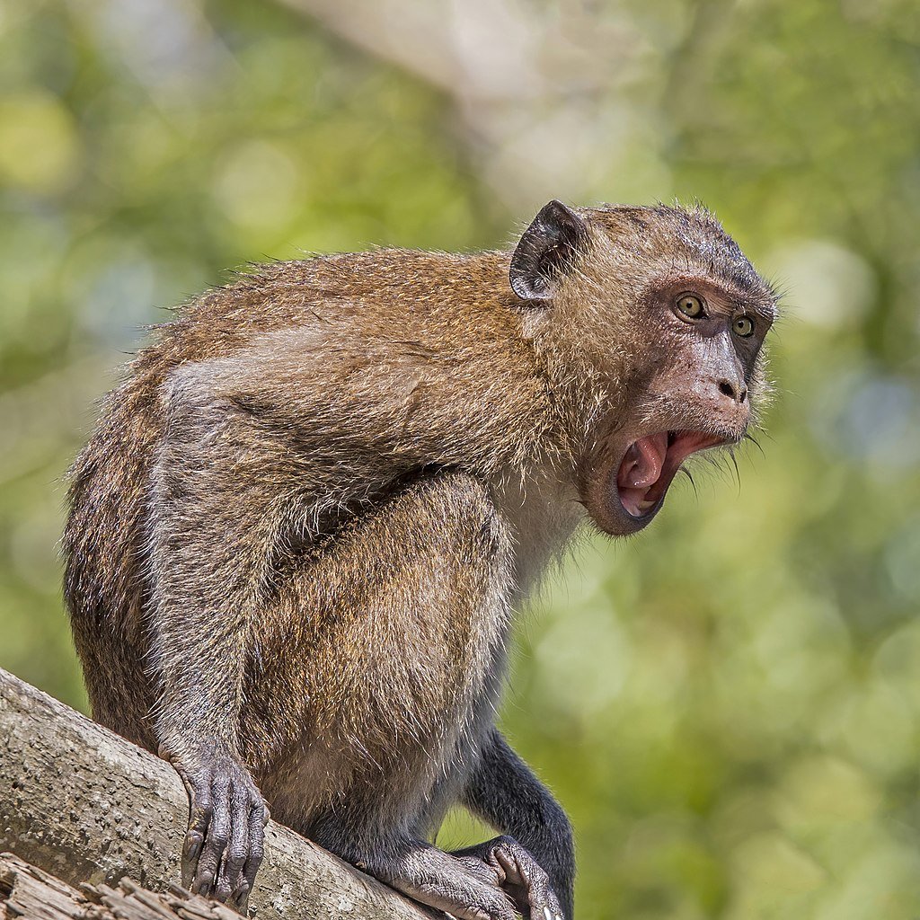 Crab-eating_macaque_(Macaca_fascicularis)_Phang_Nga
