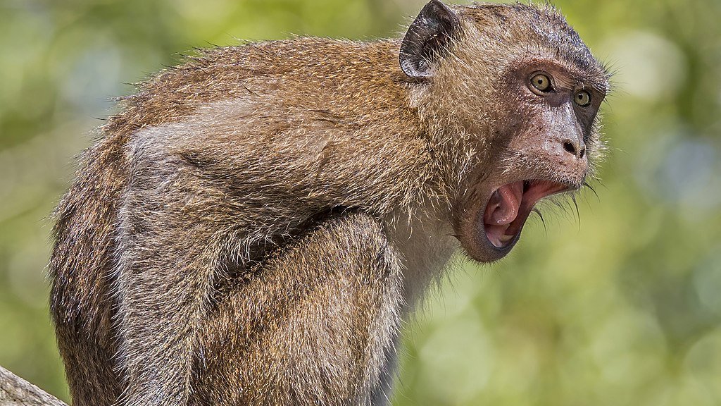 Crab-eating_macaque_(Macaca_fascicularis)_Phang_Nga