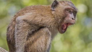 Crab-eating_macaque_(Macaca_fascicularis)_Phang_Nga