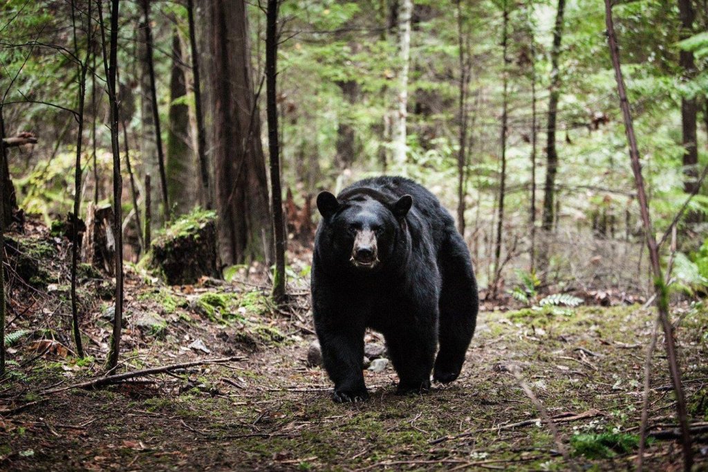 Гризлито от Backcountry, 2014