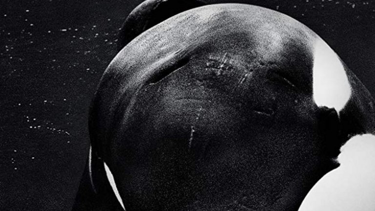 "Blackfish" (2013)

Има много документални филми, които целят да повишат осведомеността за даден проблем в света и да приковат вниманието към него. Продукцията на Габриела Каупъртуейт, разказваща за злоупотреби с косатките в SeaWorld (американска верига от тематични увеселителни паркове) промени общественото възприятие, корпоративното поведение и закона в САЩ.