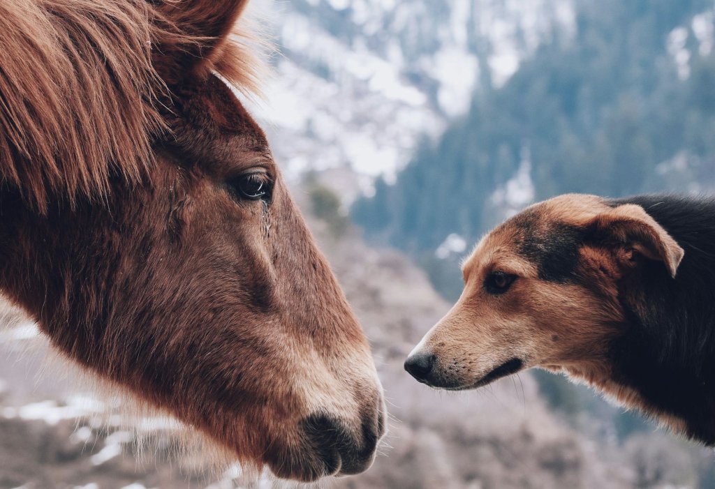 maninder-sidhu-PZwpWwiPWWU-unsplash (1)