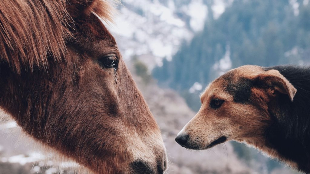maninder-sidhu-PZwpWwiPWWU-unsplash (1)