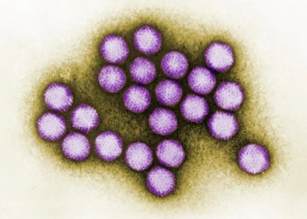 adenovirus-virions-l