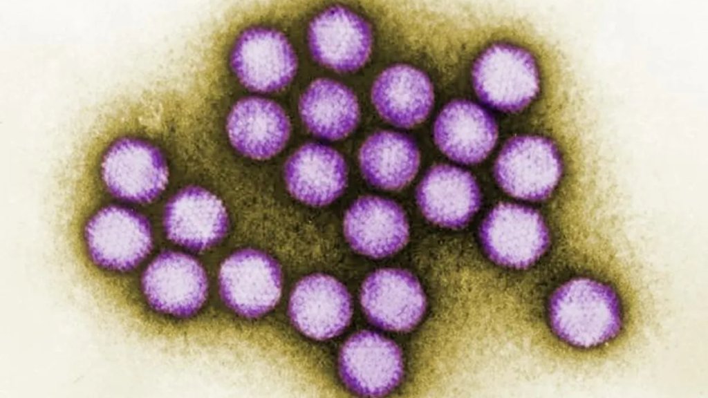 adenovirus-virions-l