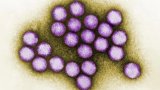 adenovirus-virions-l