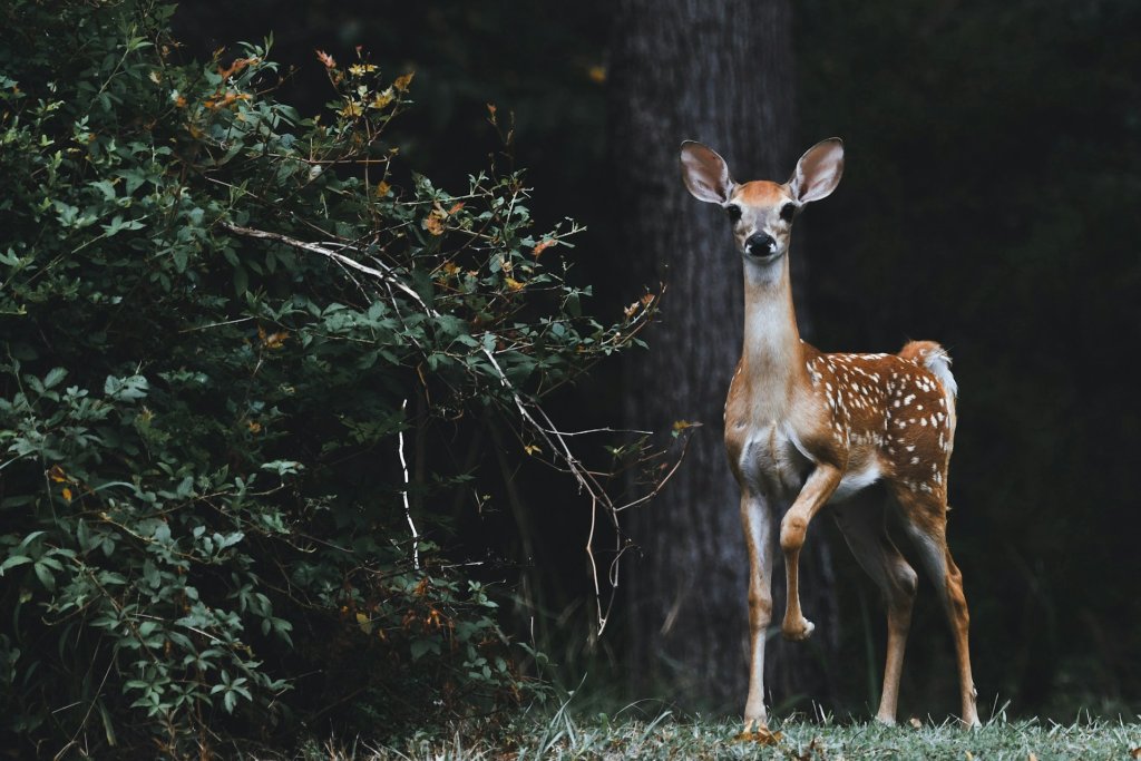 scott-carroll-favQn8WgRyk-unsplash