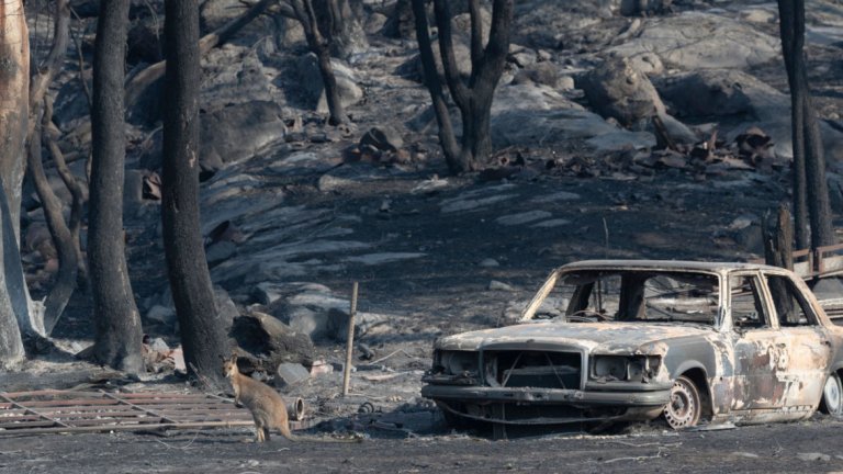 Колко животни са засегнати от пожарите в Австралия