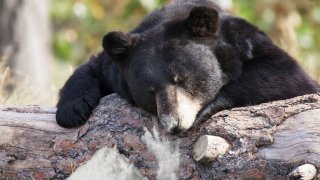 Съдбата на EskoBear се превръща във филм (снимката, досещате се, е илюстративна)