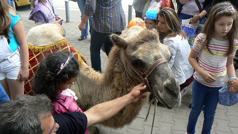 На купон в мола с тигри и камила