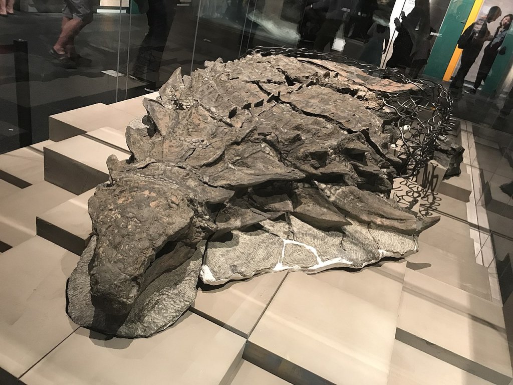 1280px-Nodosaur