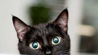 За доста култури те носят добър, а не лош късмет