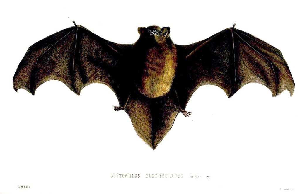 1280px-ScotophilusTuberculatusFord