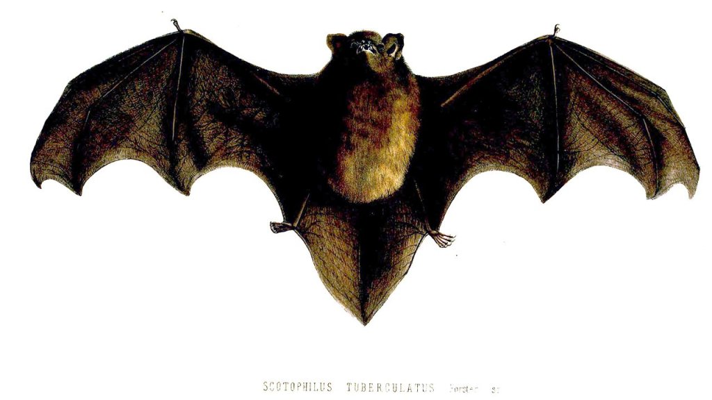1280px-ScotophilusTuberculatusFord