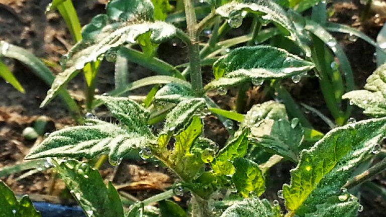 Не PR, а истински домати